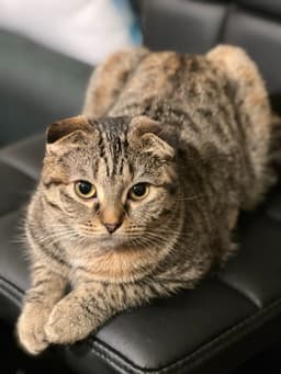 Nomi